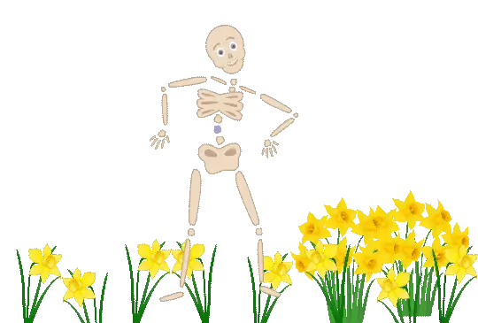 Chiropractic-Health-Bob-Spring-web